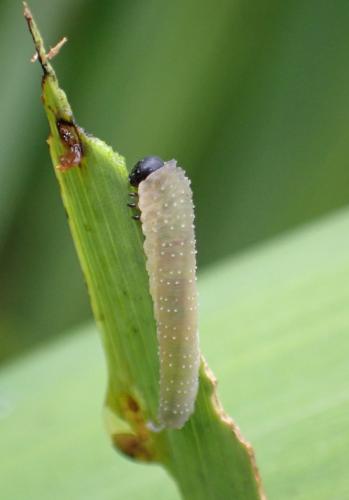 Réf. 284 925 : Rhadinoceraea micans